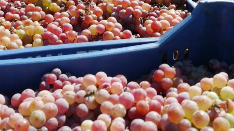 Годината е от най-добрите за производството на вино