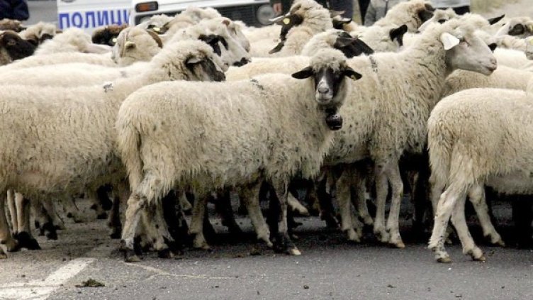 Снимка: Булфото, архив