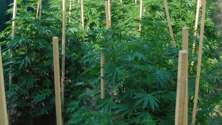 Снимка: Булфото, ахрив