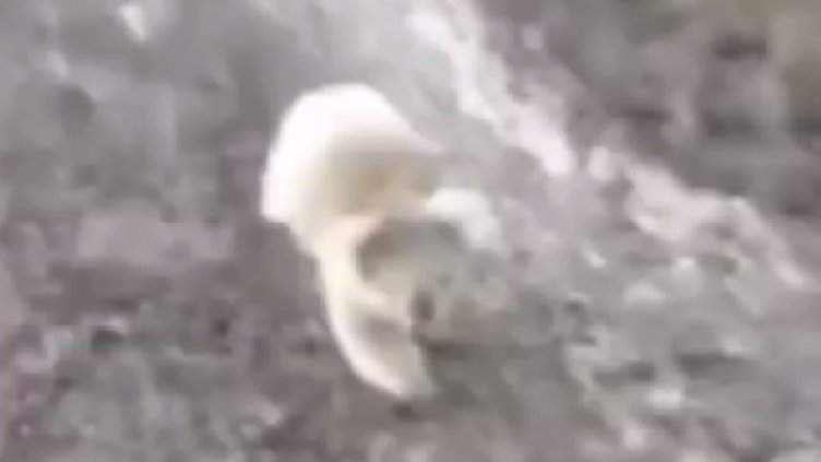 Снимка: кадър YouTube