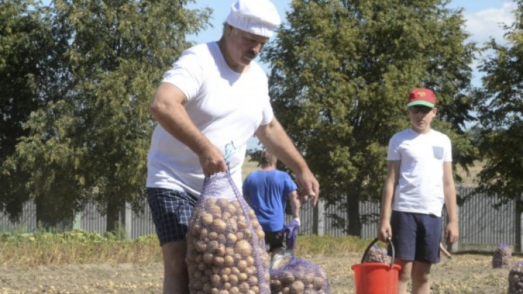 Лукашенко с богат урожай &ndash; 70 чувалчета с картофи