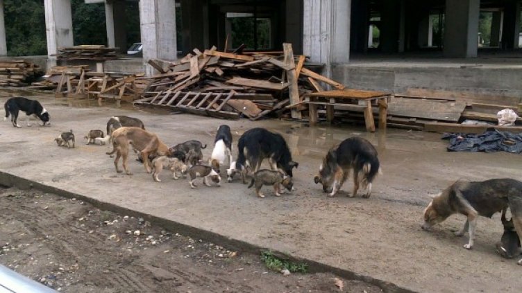 Снимка: архив, Булфото