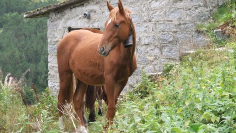Снимка: архив, Булфото
