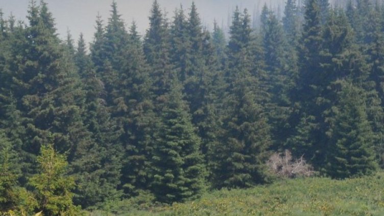 Снимка: Булфото, архив