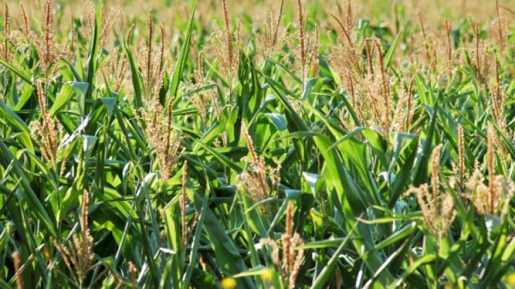 Снимка: Булфото, ахрив