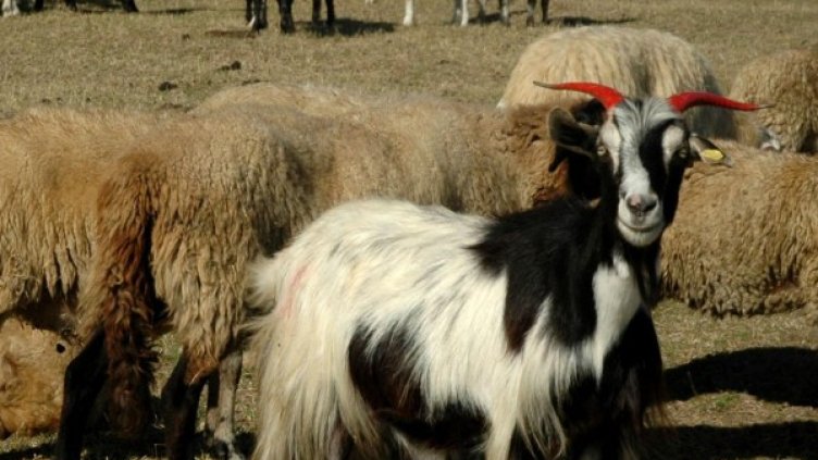 Снимка: Булфото, архив