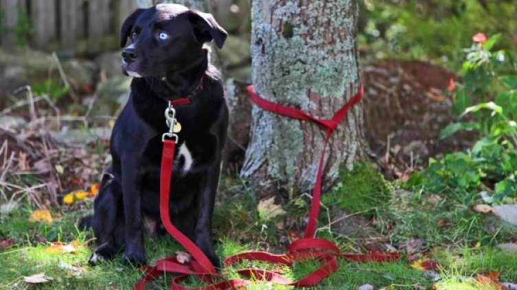 Снимка: flickr