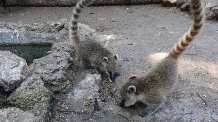 Снимка: Зоопарк Варна