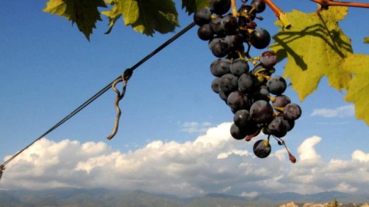 Снимка: архив Булфото