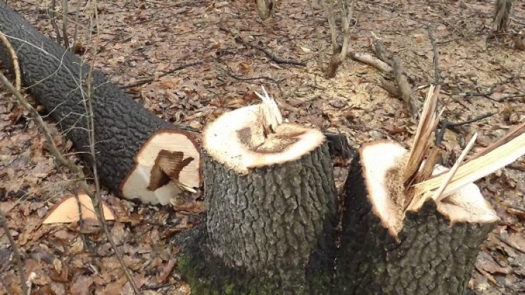 Архив: Булфото