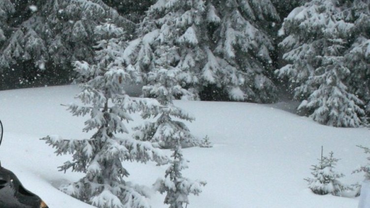 Снимка: Булфото