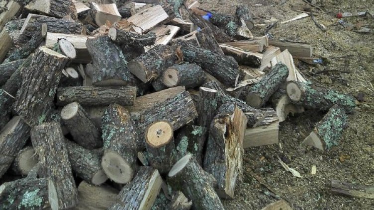 Снимка: архив Булфото