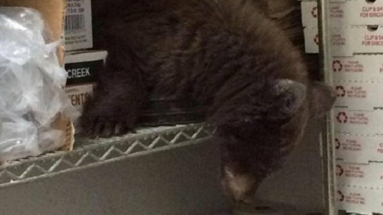 Снимка: Colorado Springs Police Department