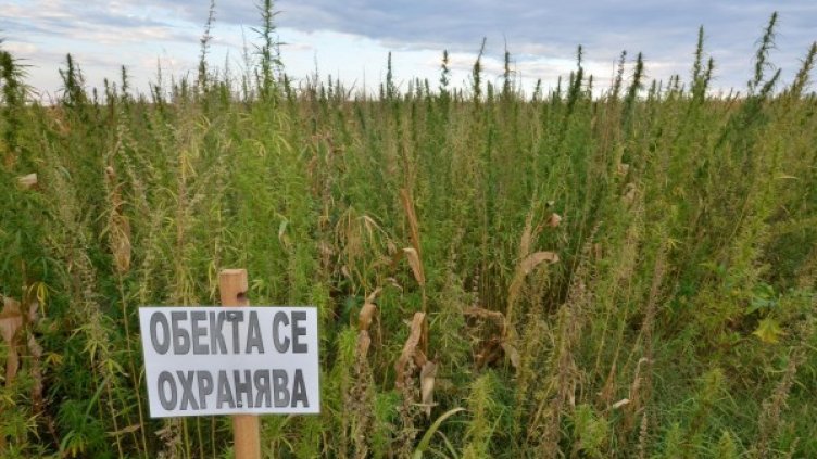 Снимка: Булфото