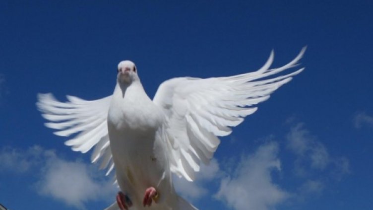 Снимка: Булфото