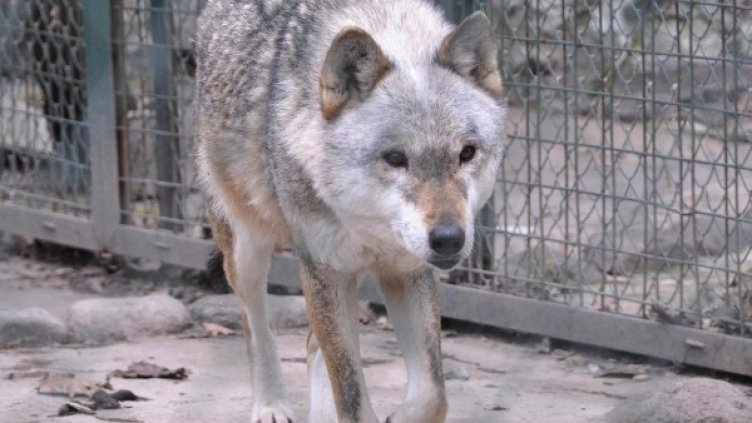 Снимка: архив, Булфото