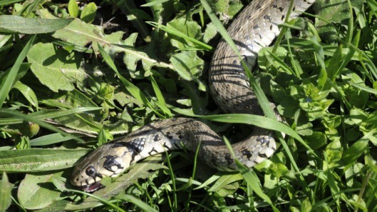 Снимка: архив Булфото