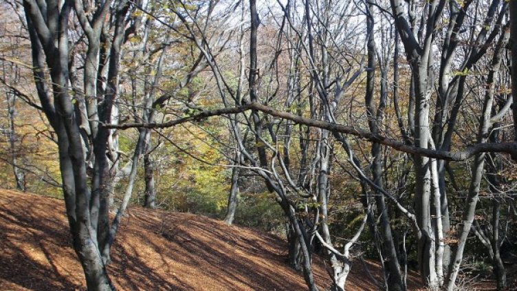 Снимка, архив Булфото