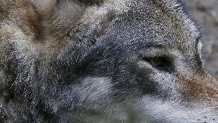 Архив: Булфото