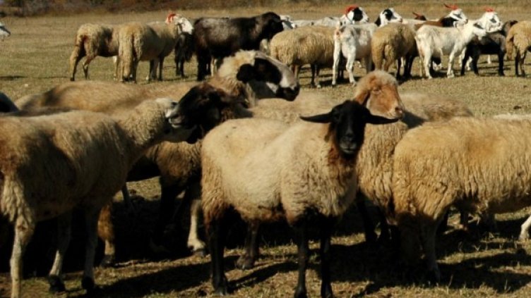 Архив: Булфото