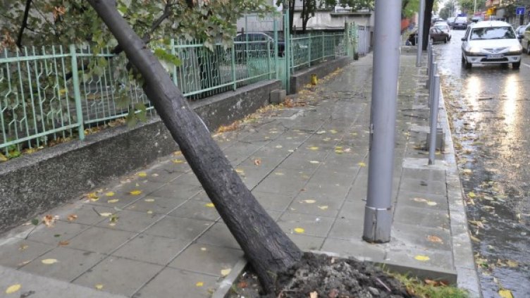 Снимка: Архив Булфото