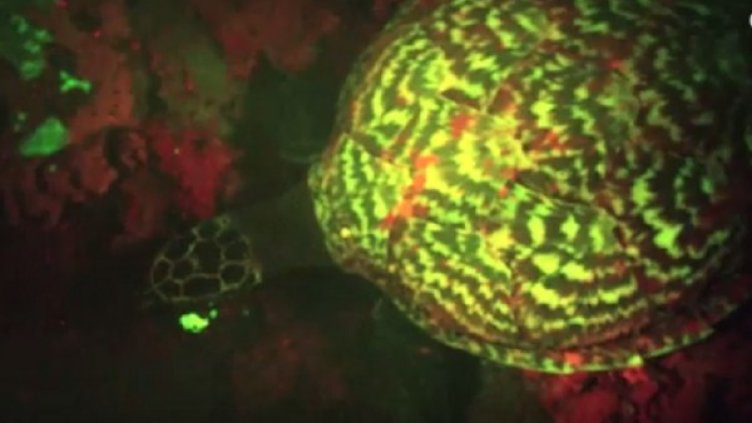 Снимка: YouTube