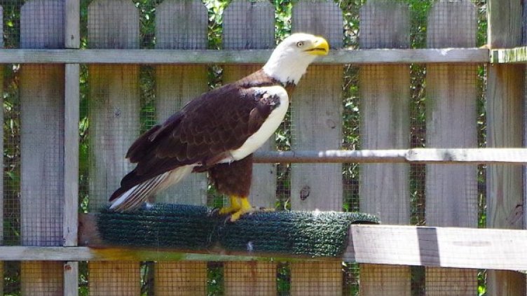 Орелът Ози приживе. Снимка: Facebook