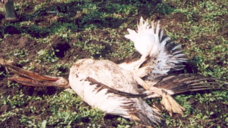 Архив: Булфото