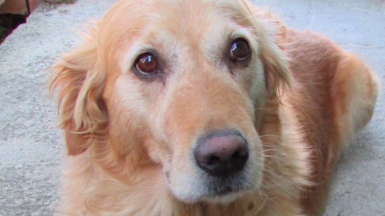 Снимка: Агенция Митници