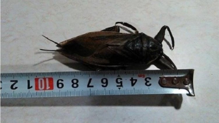 Снимка: Дарик