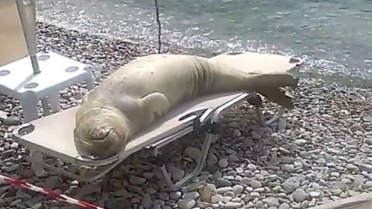 Снимка: кадър YouTube