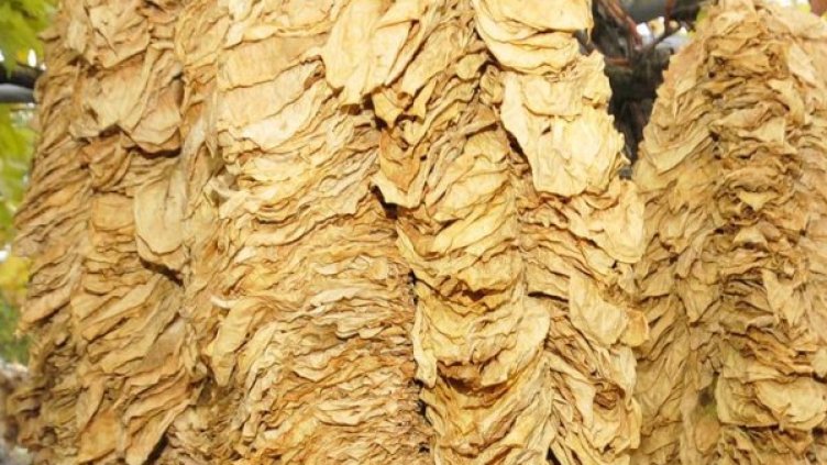 Архив: Булфото