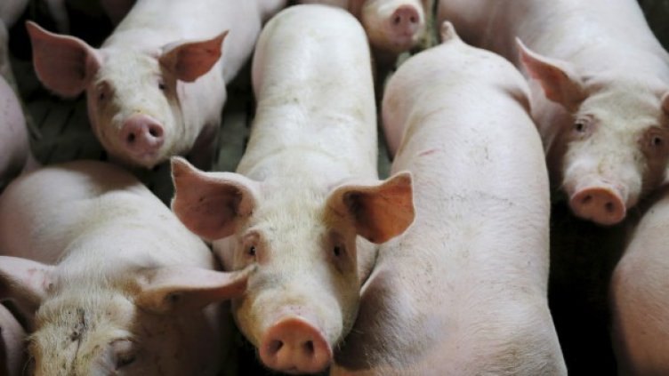 Снимка: Reuters, архив