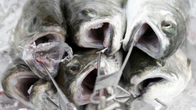 Снимка: Reuters, архив