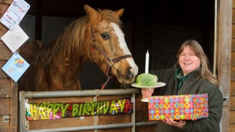 Кобилата на нейния 50-годишен юбилей. Снимка: Remus Horse Sanctuary