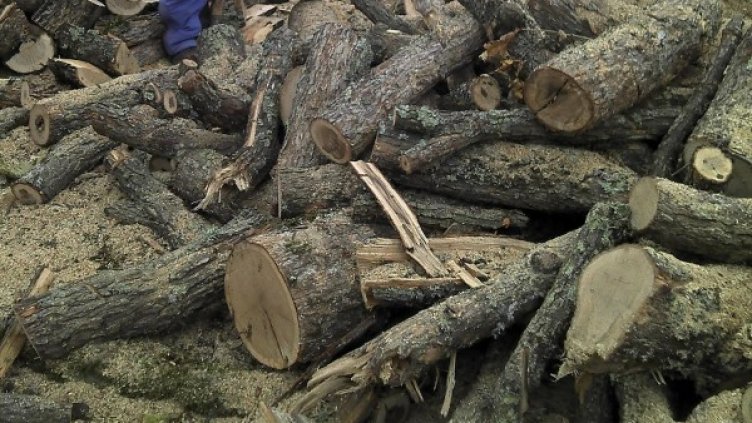 Снимка: Булфото, архив