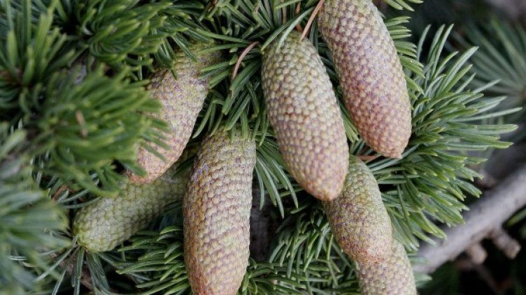 Снимка: Булфото, ахрив