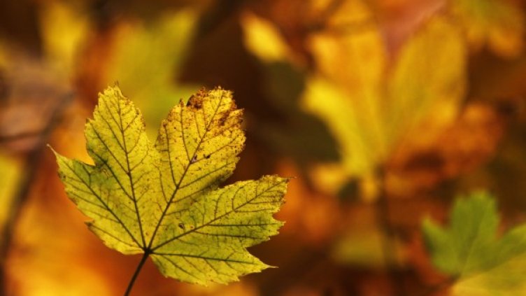 Снимка: Reuters, архив