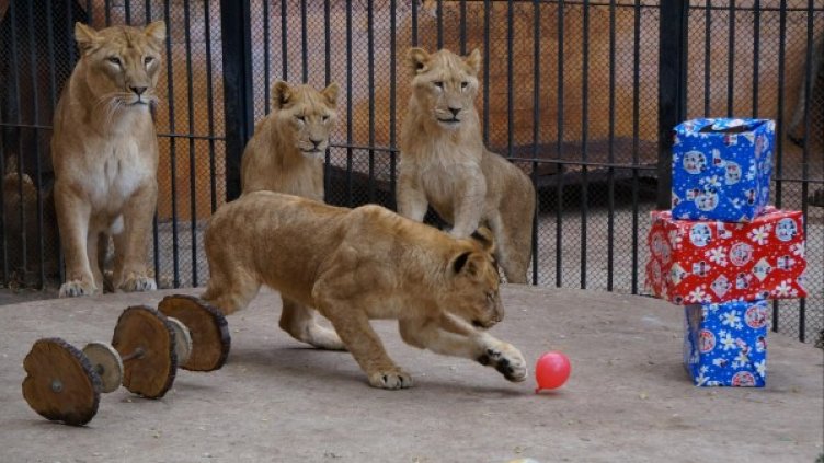 Снимка: Булфото