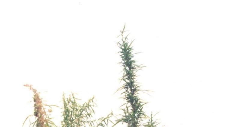 Снимка: Булфото, архив