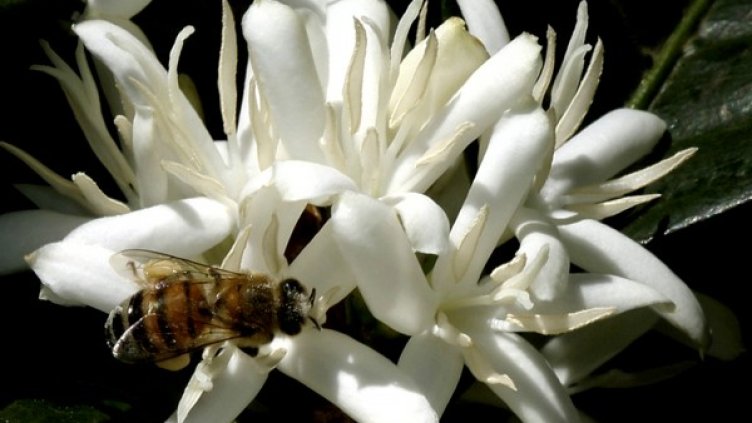 Пчела събира прашец от цвят на растението кафе Снимка: Reuters