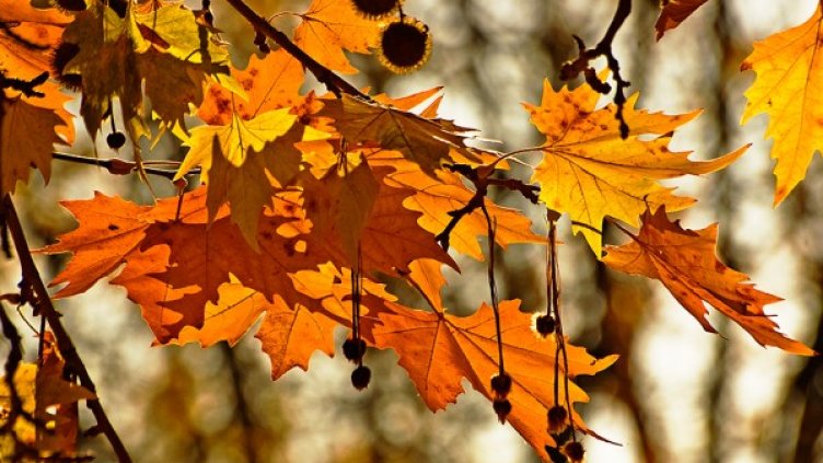 Снимка: flickr