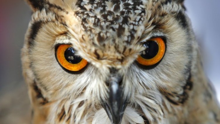 Снимка: Reuters, архив