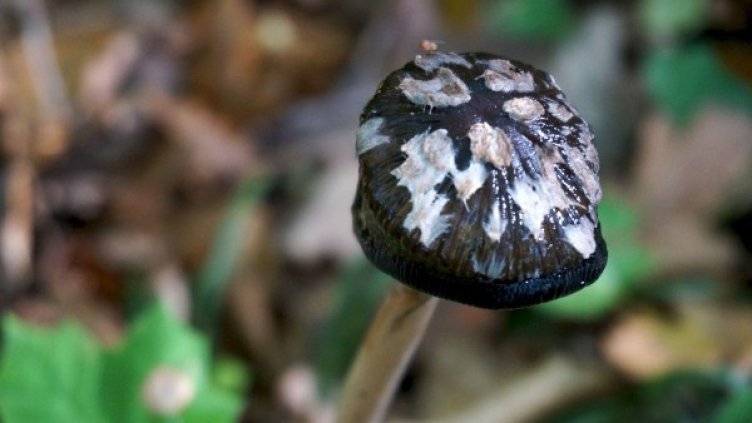 Пъстри, красиви и опасни – сезонът на гъбите започна