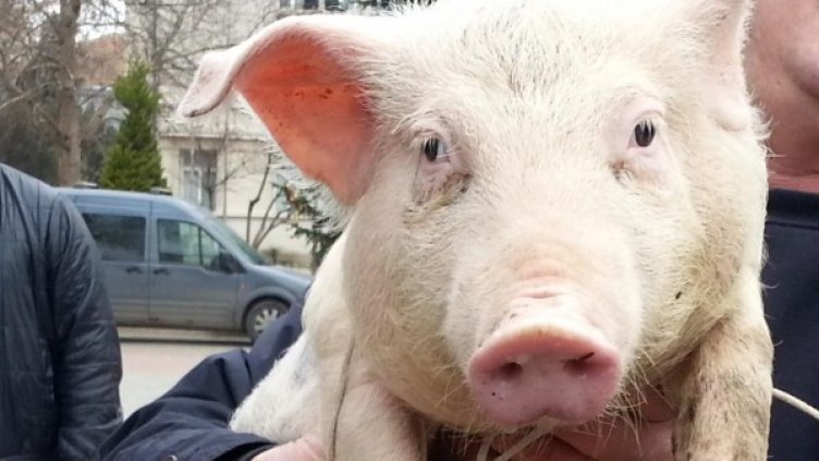 Снимка: Булфото