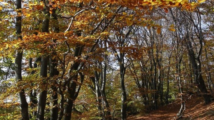 Снимка: архив, БТА