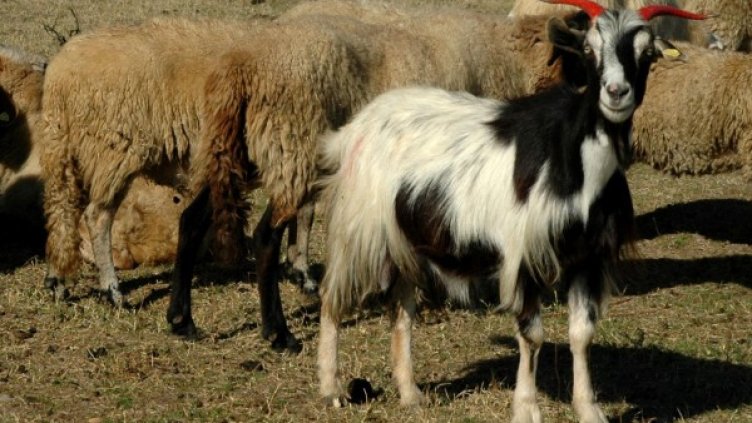 Снимка: архив, Булфото