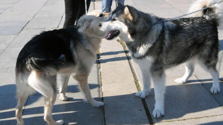 Снимка: архив, БулФото