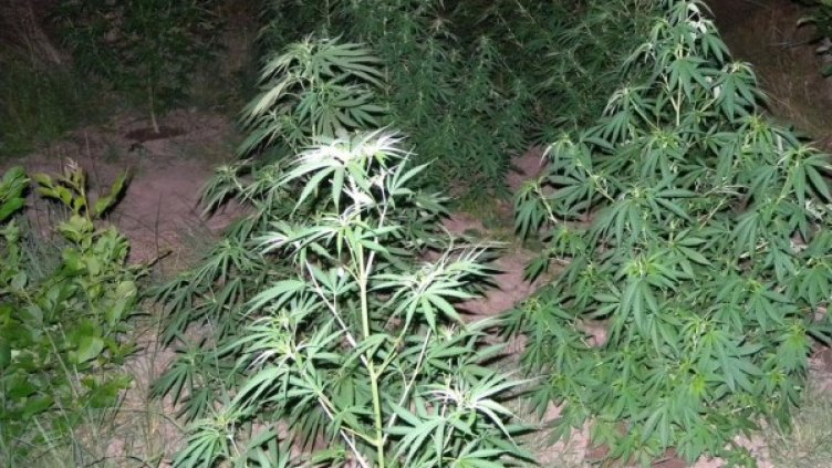 Снимка: архив: Булфото