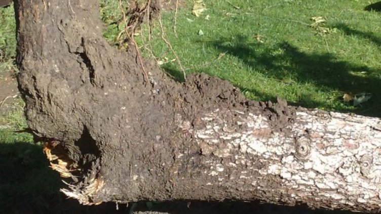 Снимка: архив, Булфото